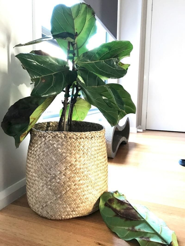 How To Keep A Fiddle Leaf Fig Alive how-to-keep-a-fiddle-leaf-fig-alive